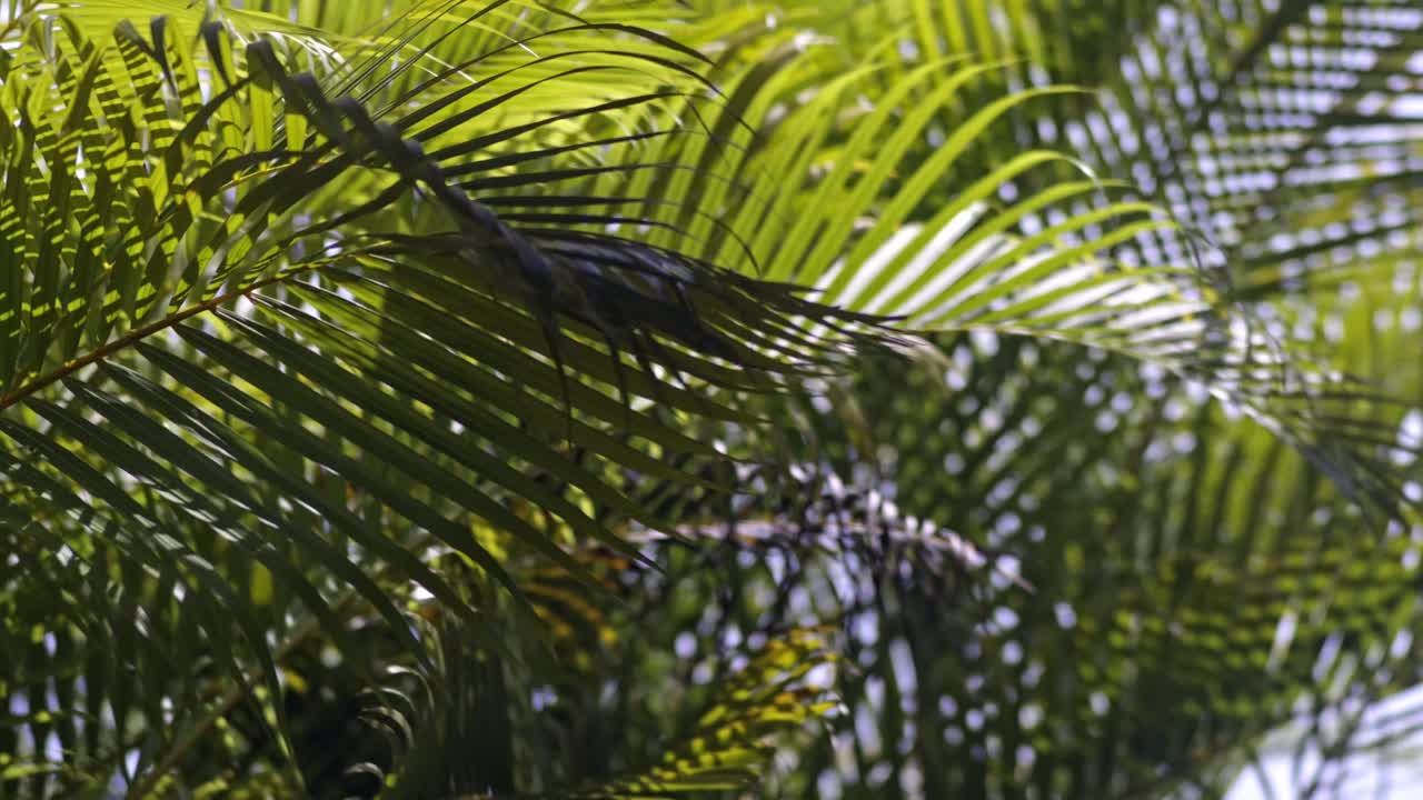Close-up of Lush Green Palm Leaves in Sunlight