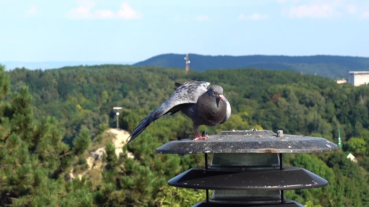 都市を背景にランタンに座る鳩たち