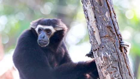 gibbon interacting with tree in natural habitat