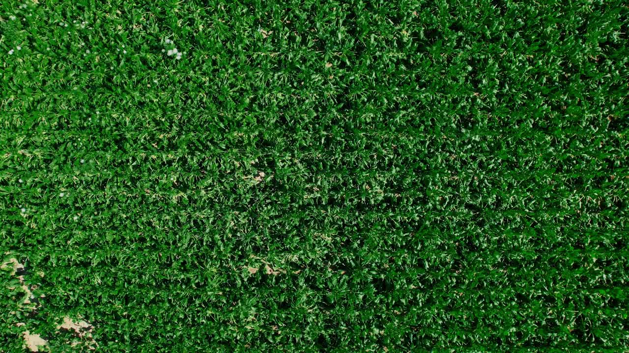 바람에 흔들리는 깊고 무성한 녹색 잎의 상위 뷰