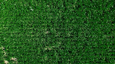 vista superior del follaje verde profundo y exuberante que se balancea en el viento