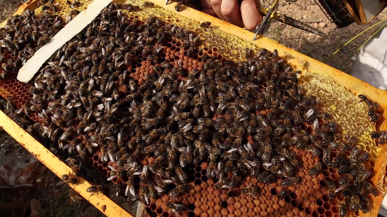 apicultor con muchas abejas en panal de miel