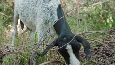 Ziegen-Fressen-Gras-Im-Freien,-Ziegen-Gehören-Zur-Familie-Der-Horntiere,-Natürliche-Umgebung-Bei-Klarem-Wetter,-Konzept-Domestizierter-Tiere