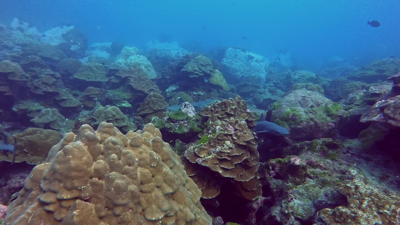 muchos bebés tiburones de punta blanca nadando alrededor de un arrecife poco profundo como vivero