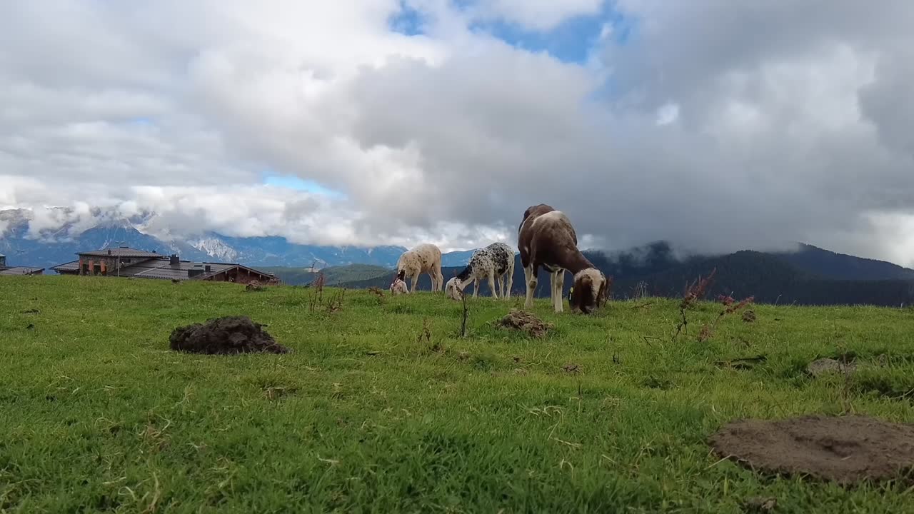 cerca de ovejas pastando en las montañas de austria