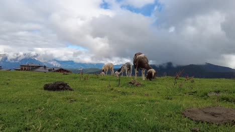 Close-up-of-grazing-sheep-in-the-mountains-of-Austria