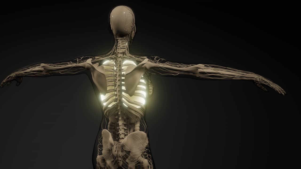 examen radiológico de los pulmones humanos