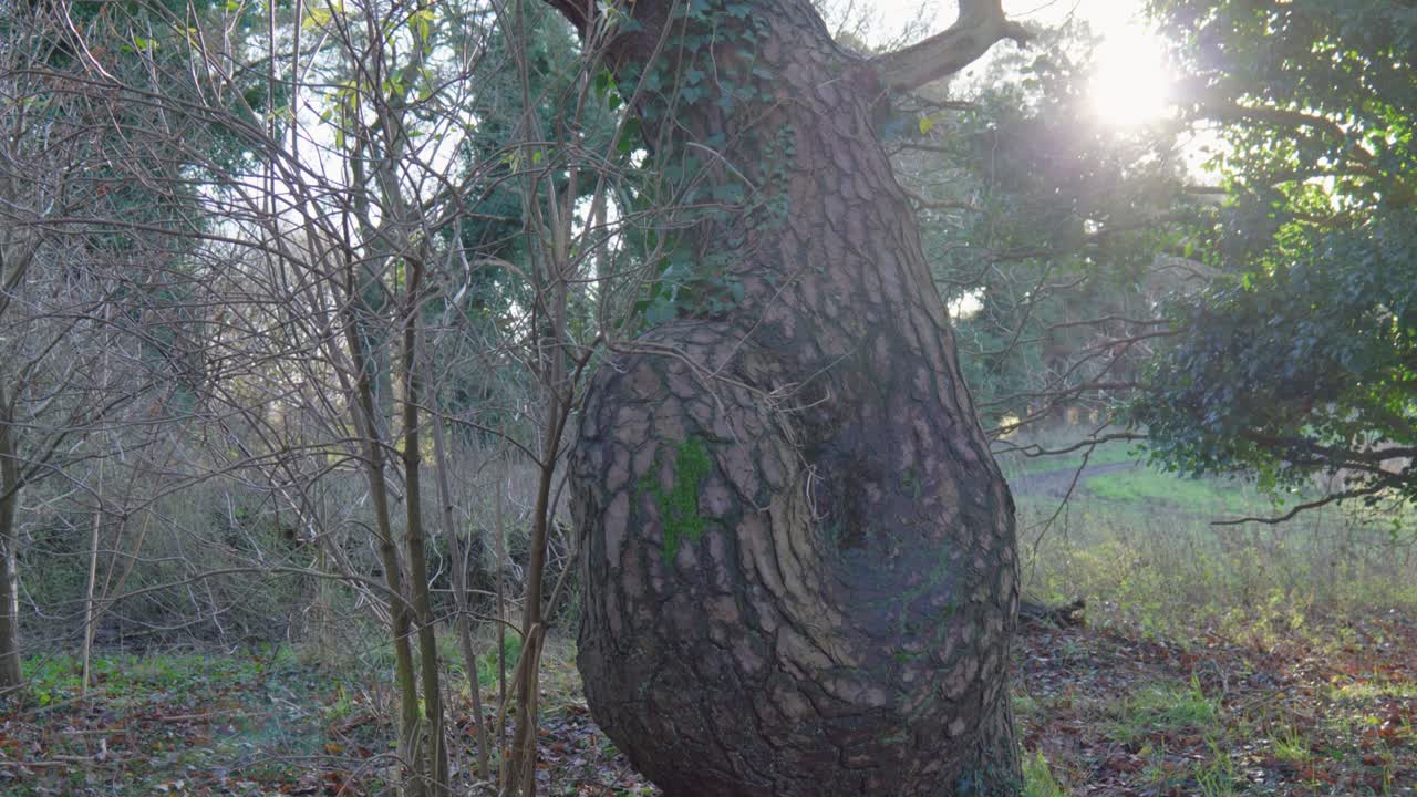 A weathered tree with ivy in a forest at sunrise in Thetford, evoking solitude