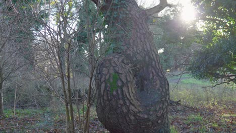 un árbol desgastado con hiedra en un bosque al amanecer en thetford, evocando la soledad