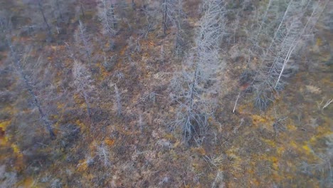 Grauer-Wald-In-Jakutien-Im-Frühen-Frühling-Von-Einer-Drohne