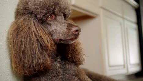 4k close-up video portrait of brown poodle