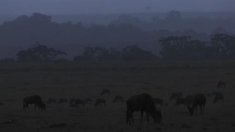 wildebeests graze on the plains as night comes on