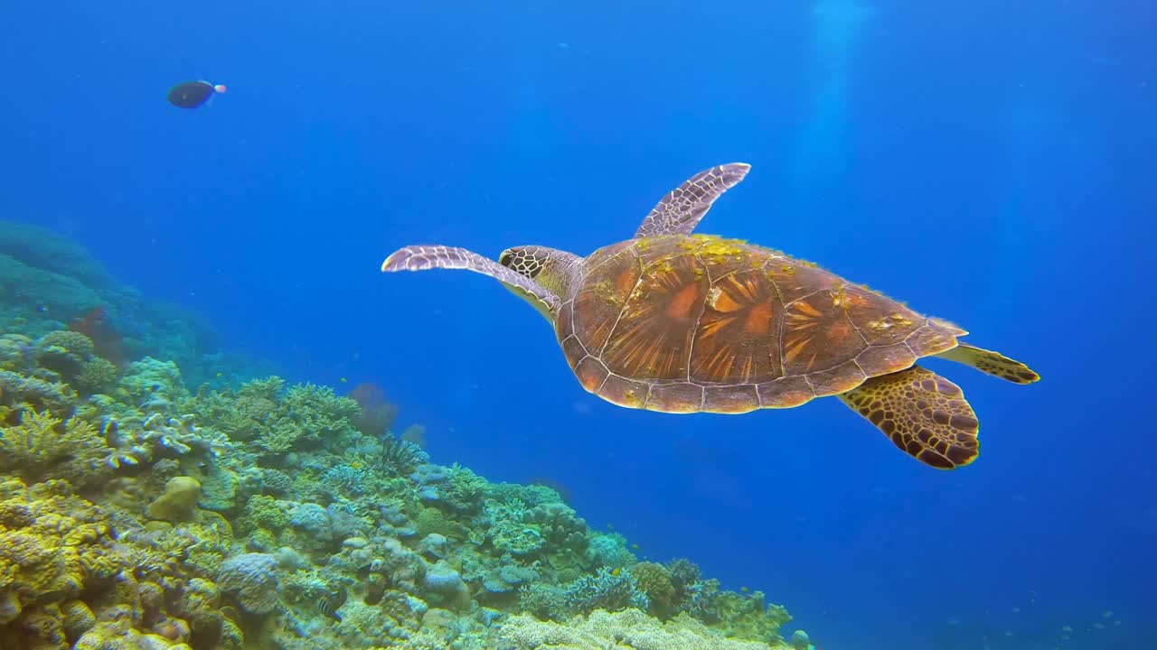 Hobbyist Scuba Diver Watching a Green Turtle Swimming Peacefully Over Reef