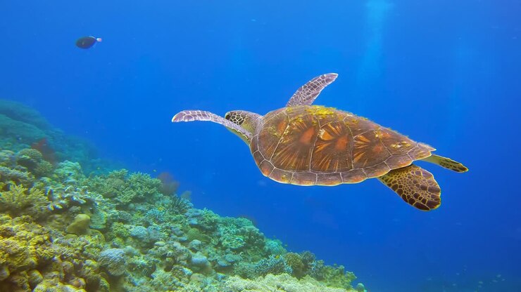Hobbyist Scuba Diver Watching a Green Turtle Swimming Peacefully Over Reef