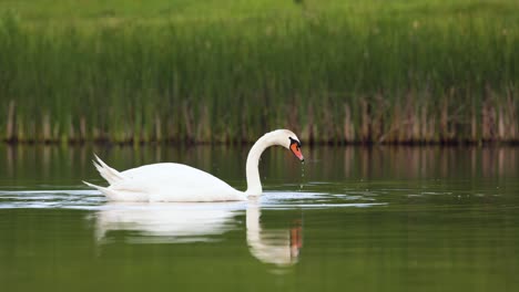 par de dos cisnes blancos mudos comen en un lago tranquilo con fondo borroso verde, ángulo bajo