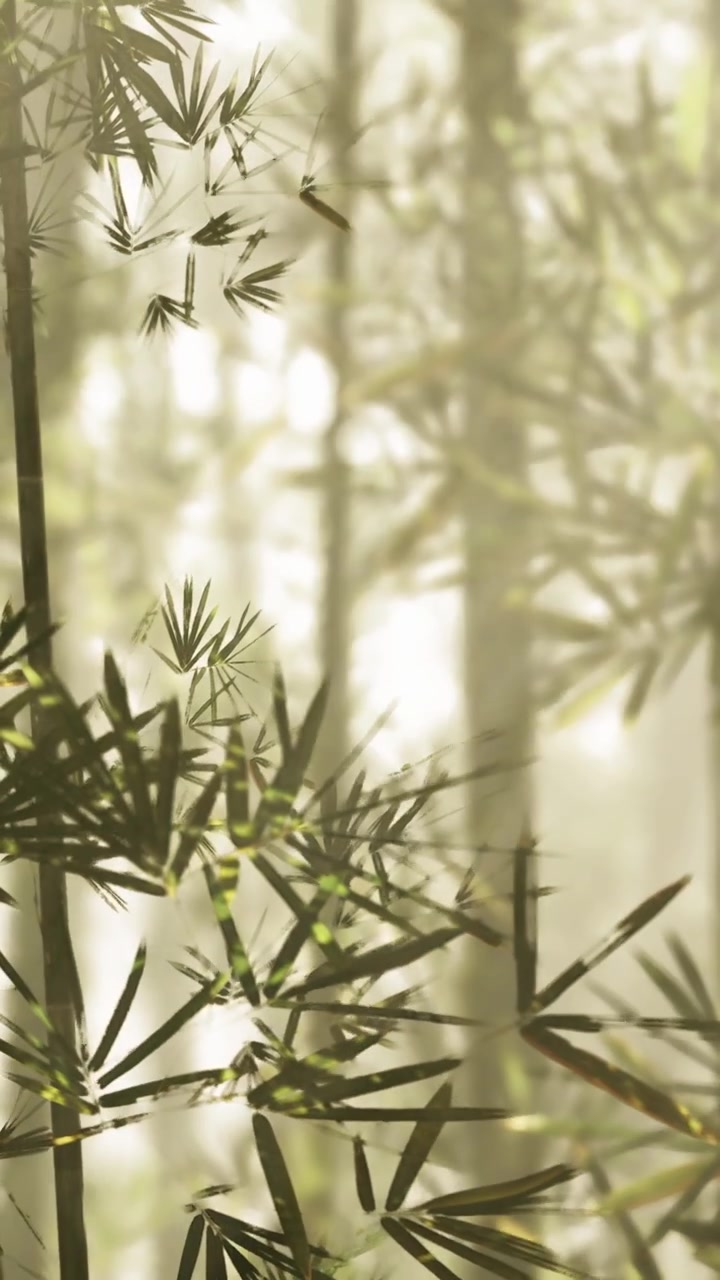 Piante di bambù in una foresta nebbiosa con la luce del sole che filtra tra gli alberi.