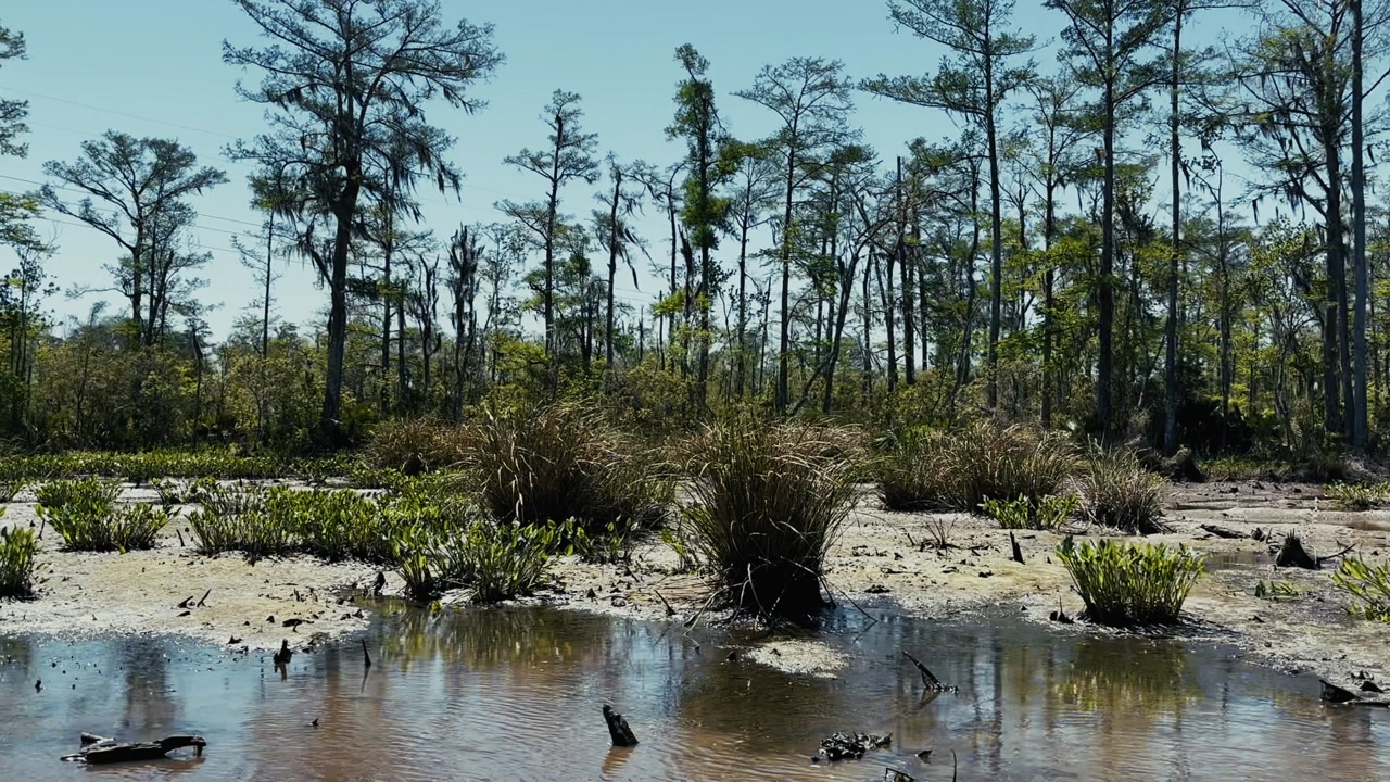 lush bayou landscape with water, grasses, and tall cypress trees