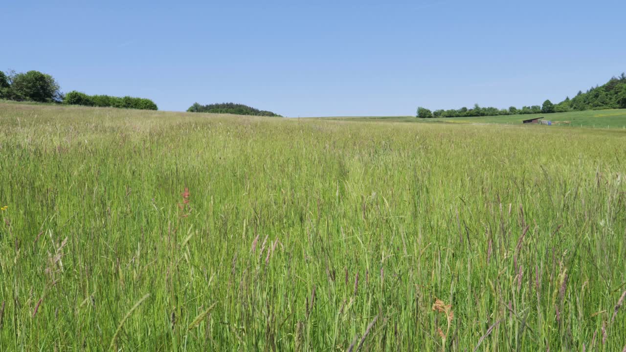 Scenic countryside with green meadow, clear blue sky, and distant trees—perfect for peaceful nature or rural landscape themes.