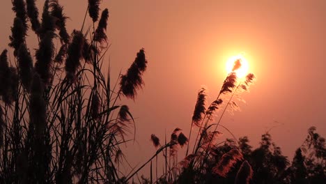 Silhouette-Grasblume-Auf-Dem-Sonnenuntergang-3