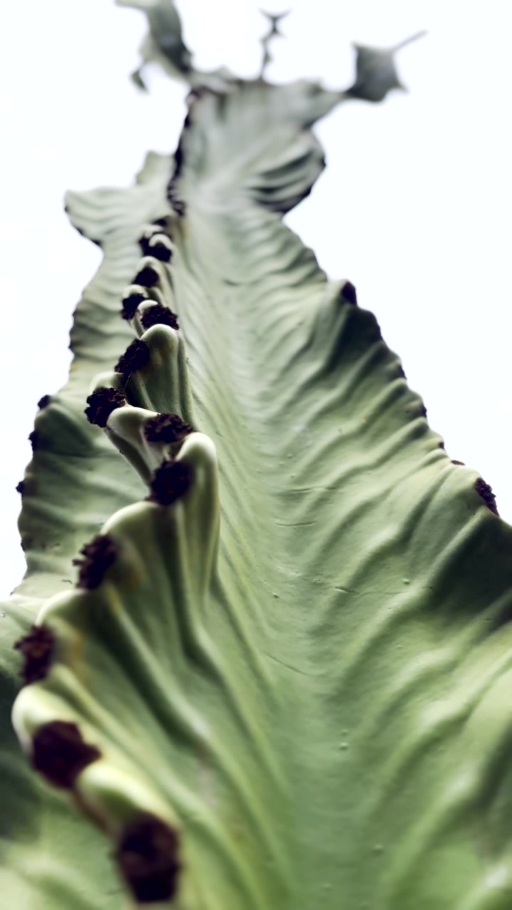 Абстрактный вертикальный вид текстуры и структуры суккулента Euphorbia ingens