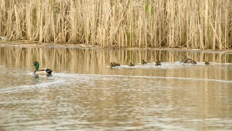 Mallard-duck-parents-with-new-ducklings