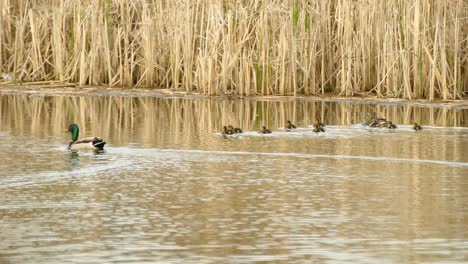 padres de patos salvajes con patitos nuevos