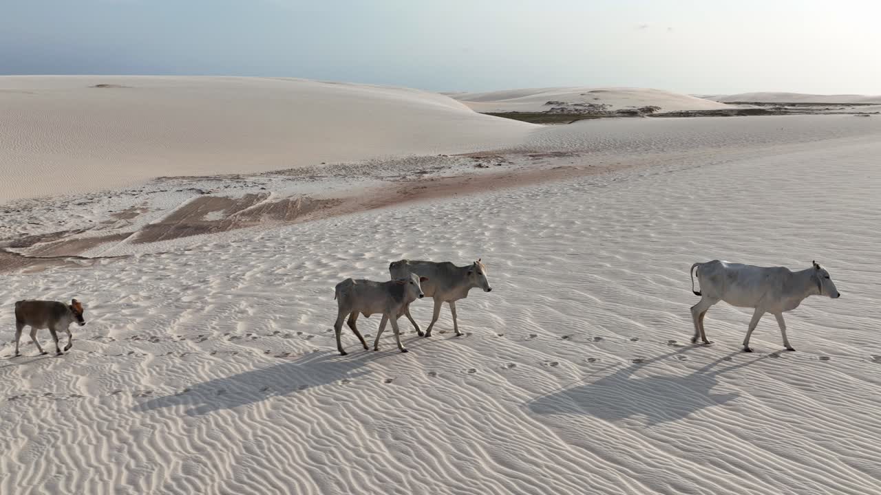 Family Of Cattle Walking On The Sand Dunes At Lencois Maranhenses National Park In Maranhao, Brazil. - aerial shot
