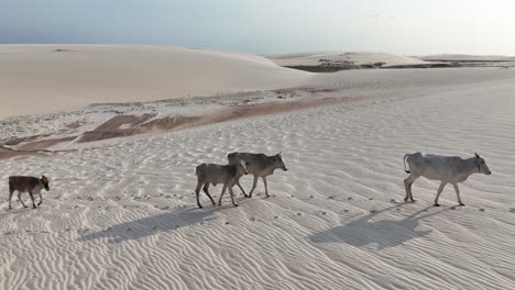 family of cattle walking on the sand dunes at lencois maranhenses national park in maranhao, brazil. - aerial shot