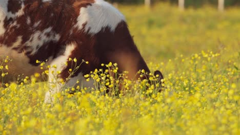 cow grazing in beautiful meadow - close up