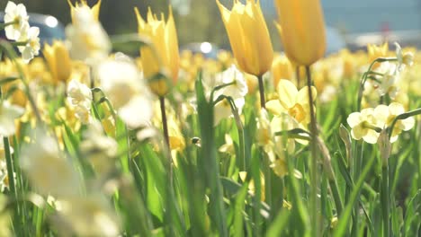 closeup view of spring blossoms in kaunas, lithuania