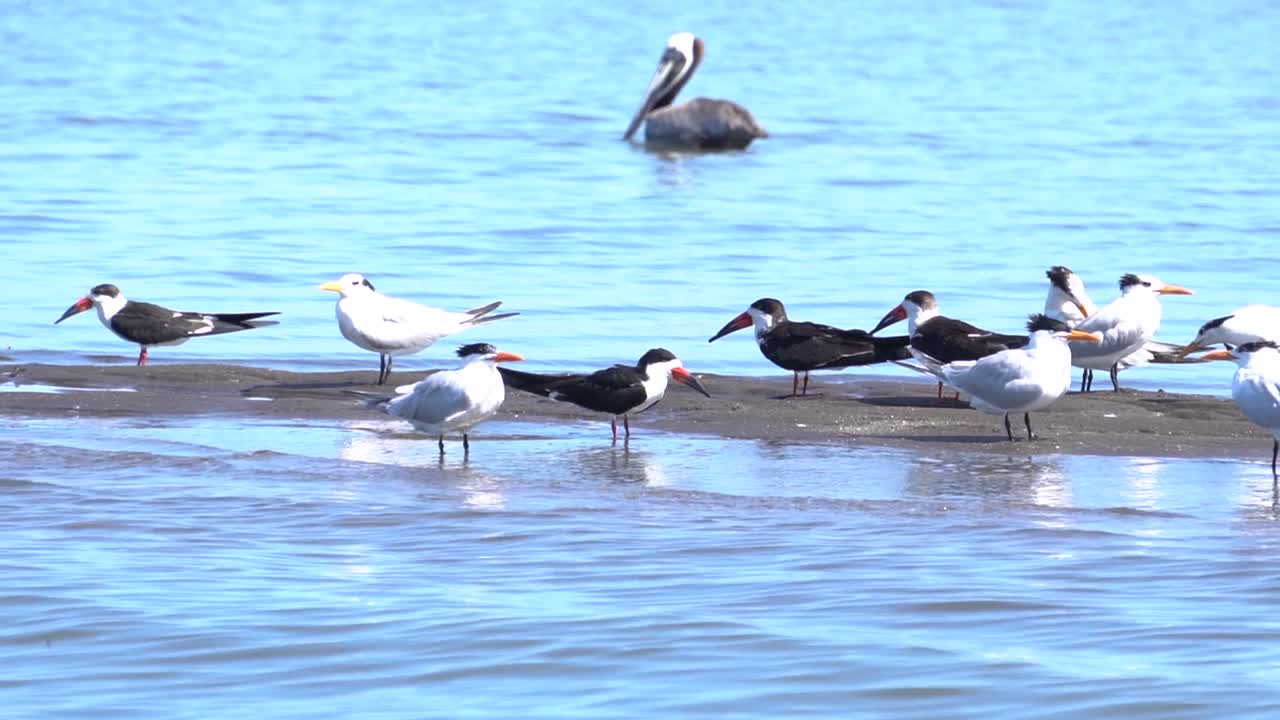 un grupo de diferentes pájaros en la orilla del mar