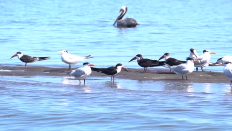 a group of different birds on a seashore