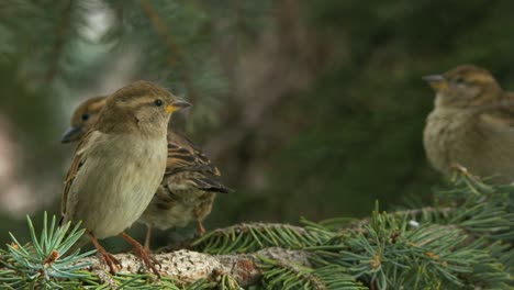 cute little female sparrow on tree branch stretches up for better look