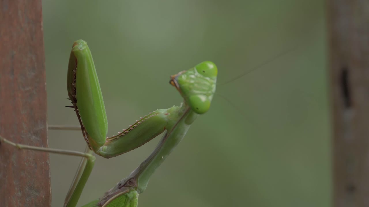 극에 달라 붙는 녹색 여성 사마귀를 닫습니다