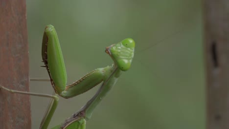 cerrar mantis religiosa hembra verde aferrándose al poste