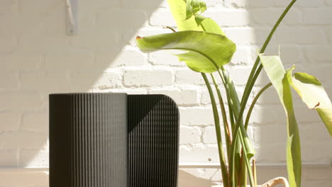 sunlight shining through window, casting shadows on a wall and a plant