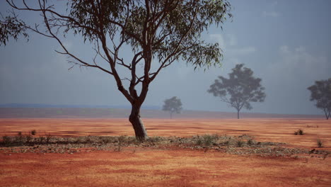 paisaje de sabana africana con árboles de acacia