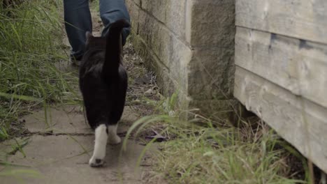 Hauskatze-Folgt-Dem-Besitzer-Auf-Dem-Weg