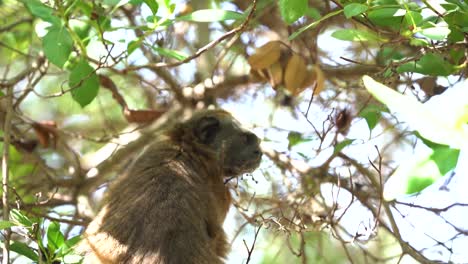 white footed tamarin resting between leafs while sitting on branch, profile shot