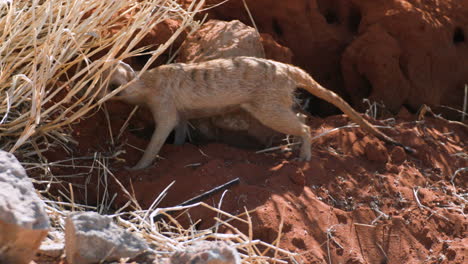 three-meerkats-on-a-sandy-hill-with-some-dry-grass-and-rocks-sniffing-curiously-at-a-certain-spot,-two-individuals-leaving