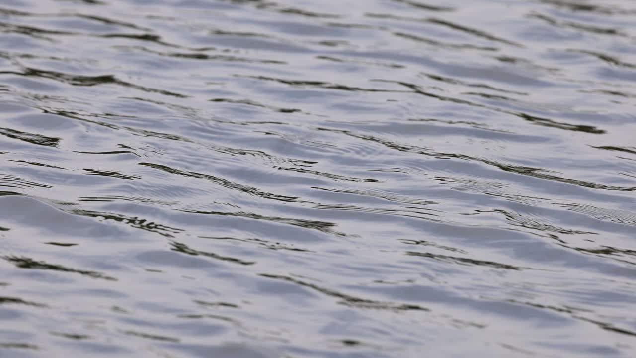 부드러운 파동이 평온한 물 표면을 가로질러 움직입니다.