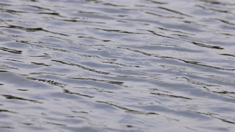 gentle ripples moving across a calm water surface.