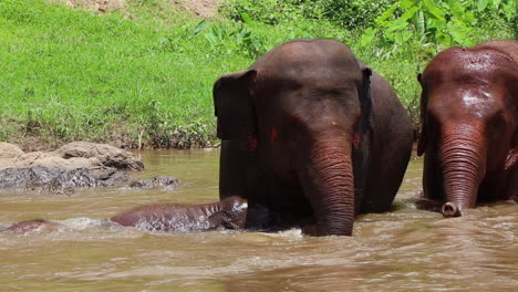 elephants playing in the water as they bathe in the river in slow motion