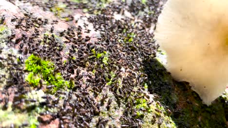 termitas asiáticas negras pululando sobre madera podrida cubierta de musgo