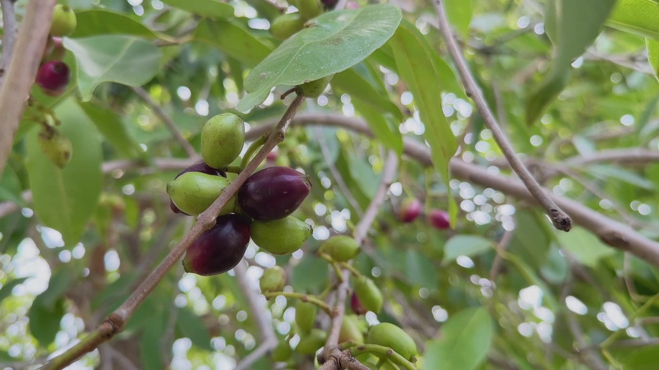 Vista ravvicinata di un piccolo grappolo di frutti di Jamun appesi a un ramo. I frutti mostrano diverse fasi di maturazione, dal verde al viola rossastro, sotto foglie lucide alla luce naturale del giorno.
