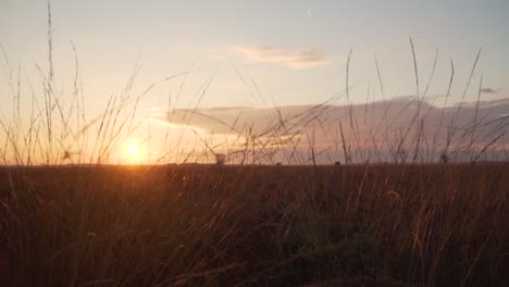 sunset over a field of grass