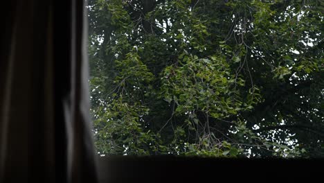 View of windy overcast day, trees blown around