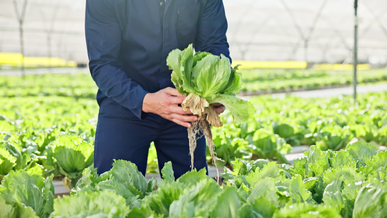 Farmer harvesting lettuce in a greenhouse using hydroponics