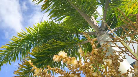 areca palm tree with blooming nuts and leaves