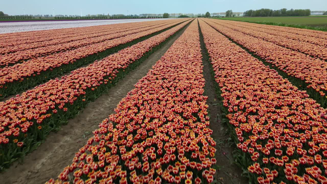 Lunghi campi di tulipani color arancione in una giornata di sole in Olanda